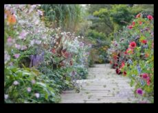 Çiçekler ve Esintiler Cottage Gardens’ın Tuhaf Cazibesine Bir Kılavuz